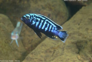 Metriaclima sp. 'msobo' Manda